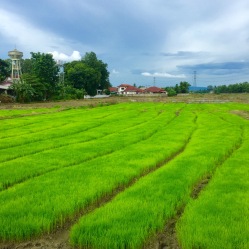 San Phak Wan