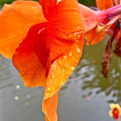 A flower on the river - Chiang Mai