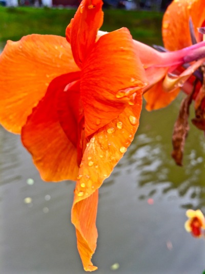 A flower on the river - Chiang Mai