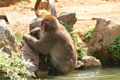 Arashiyama - Monkeys Park