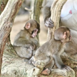 Arashiyama - Monkeys Park