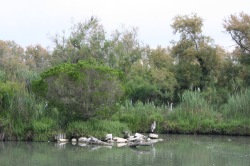 Parco ornitologico di "Pont De Gau"