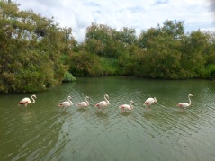Parco ornitologico di "Pont De Gau"